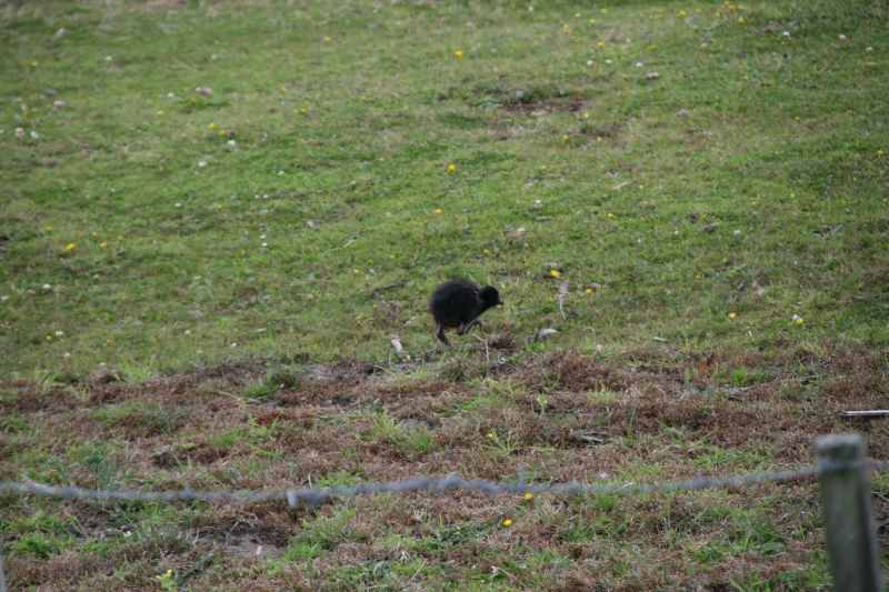 Nieuw-Zeeland 2011 - 1964